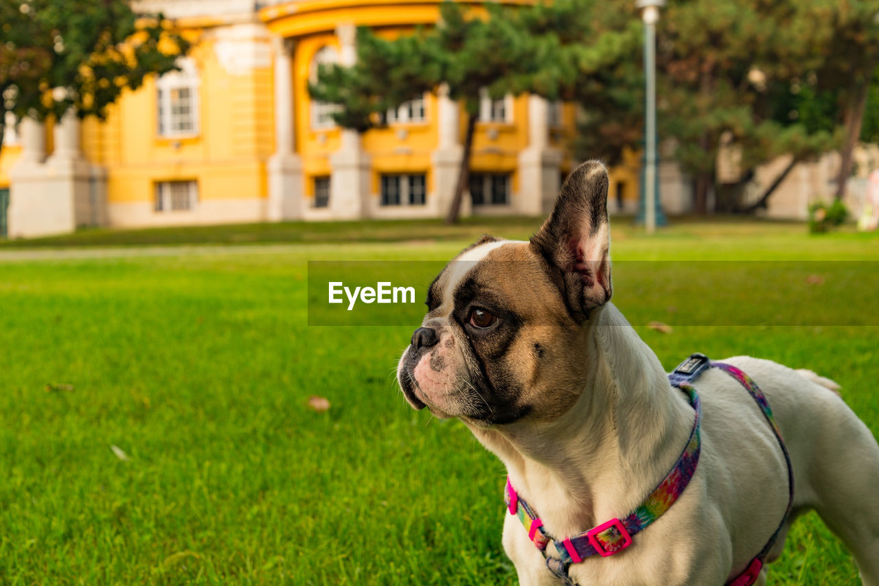 Close-up portrait of french bull dog looking away