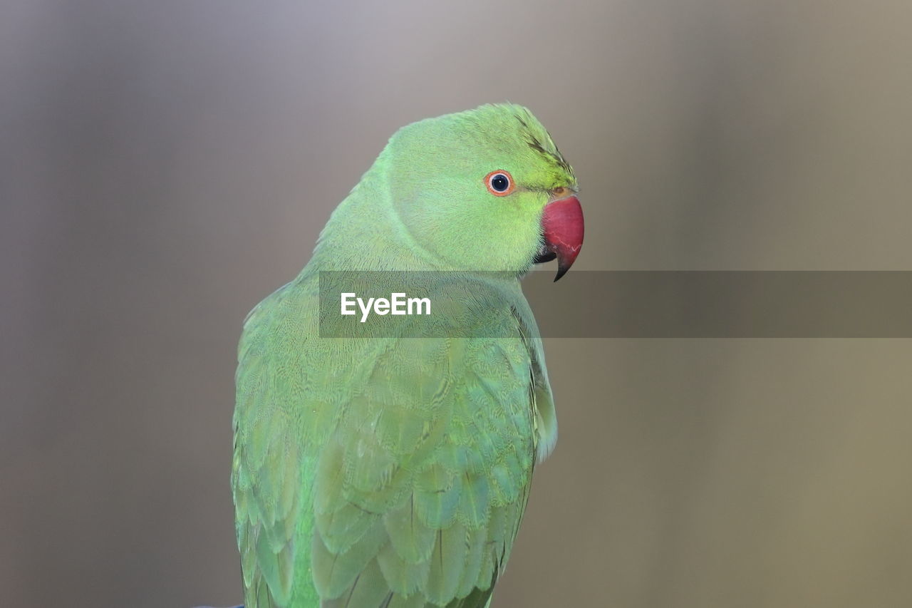 A ring-necked parakeet up close