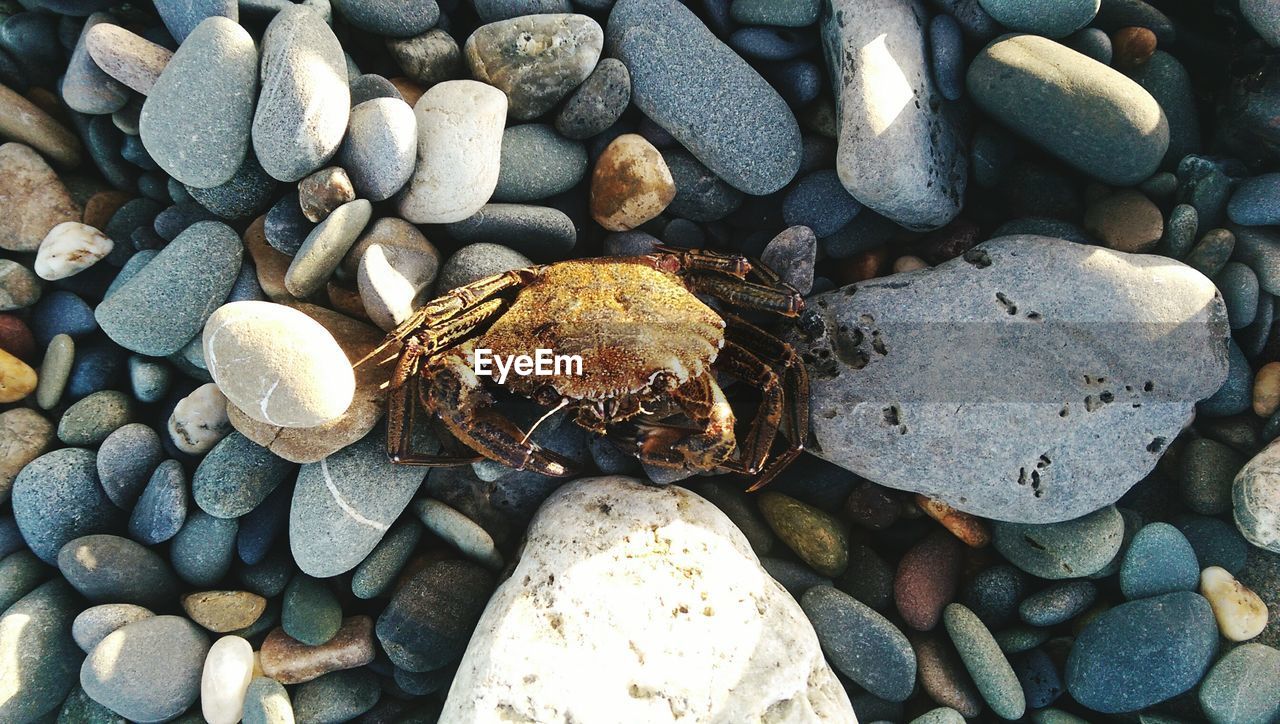 High angle view of crab on pebbles