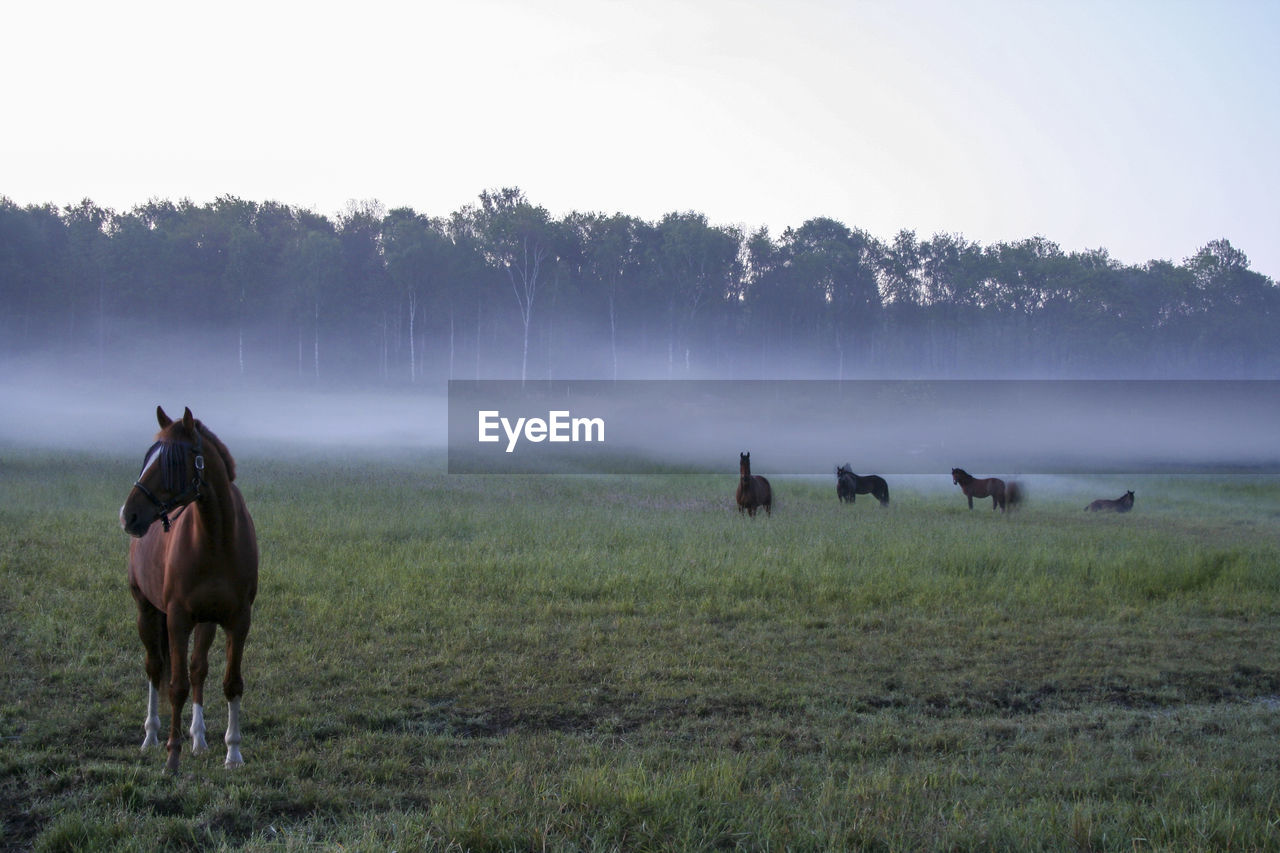 Horses in a field on a foggy morning in sweden