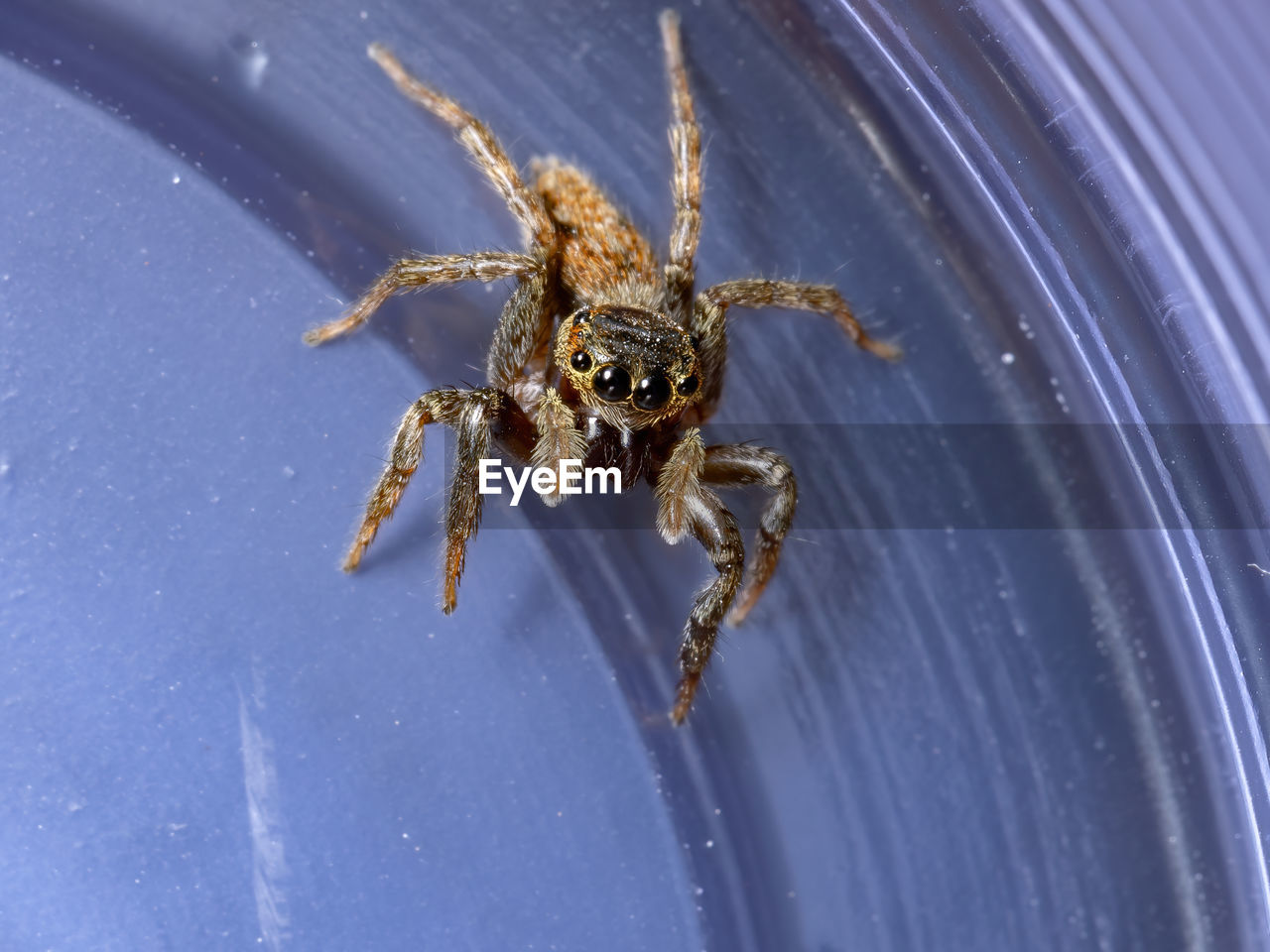 CLOSE-UP OF SPIDER ON THE GROUND