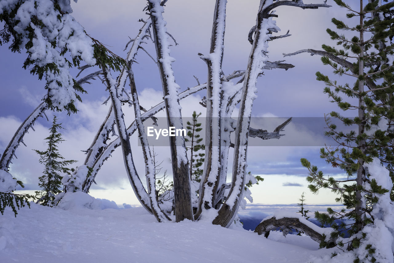 FROZEN TREES AGAINST SKY