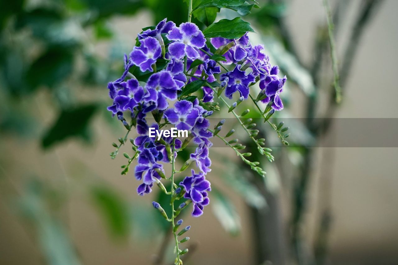 CLOSE-UP OF PURPLE FLOWER PLANT