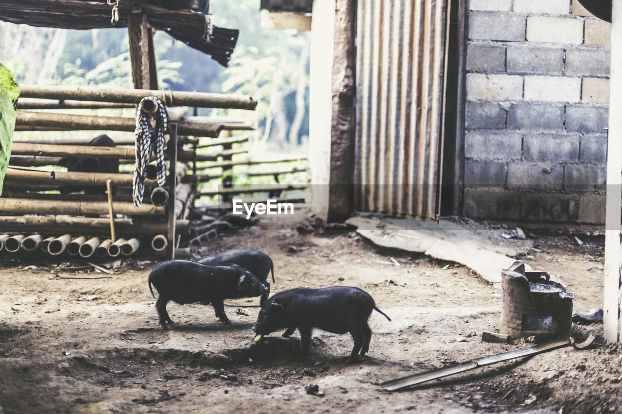  pigs eating