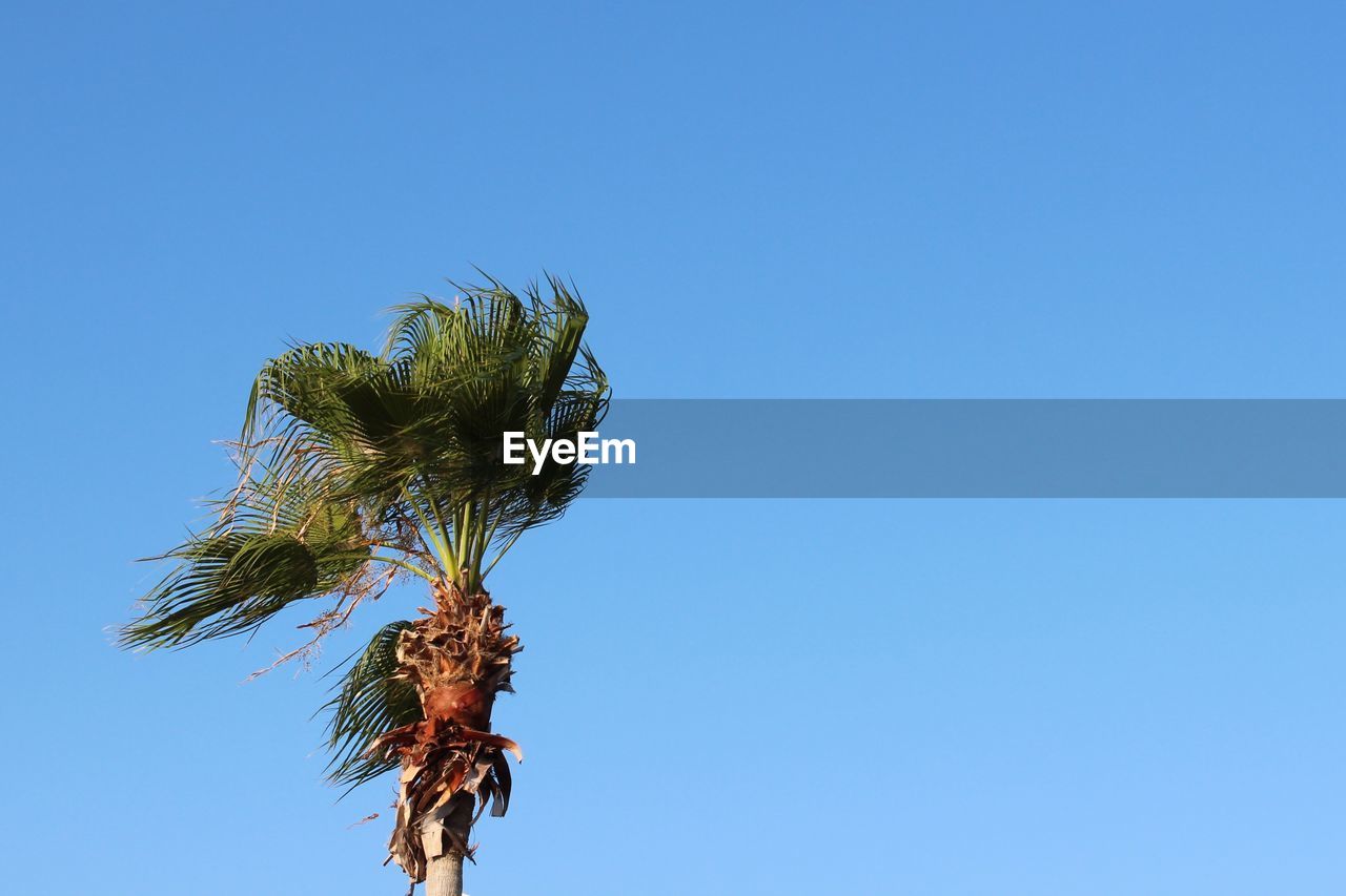 Low angle view of palm tree against blue sky