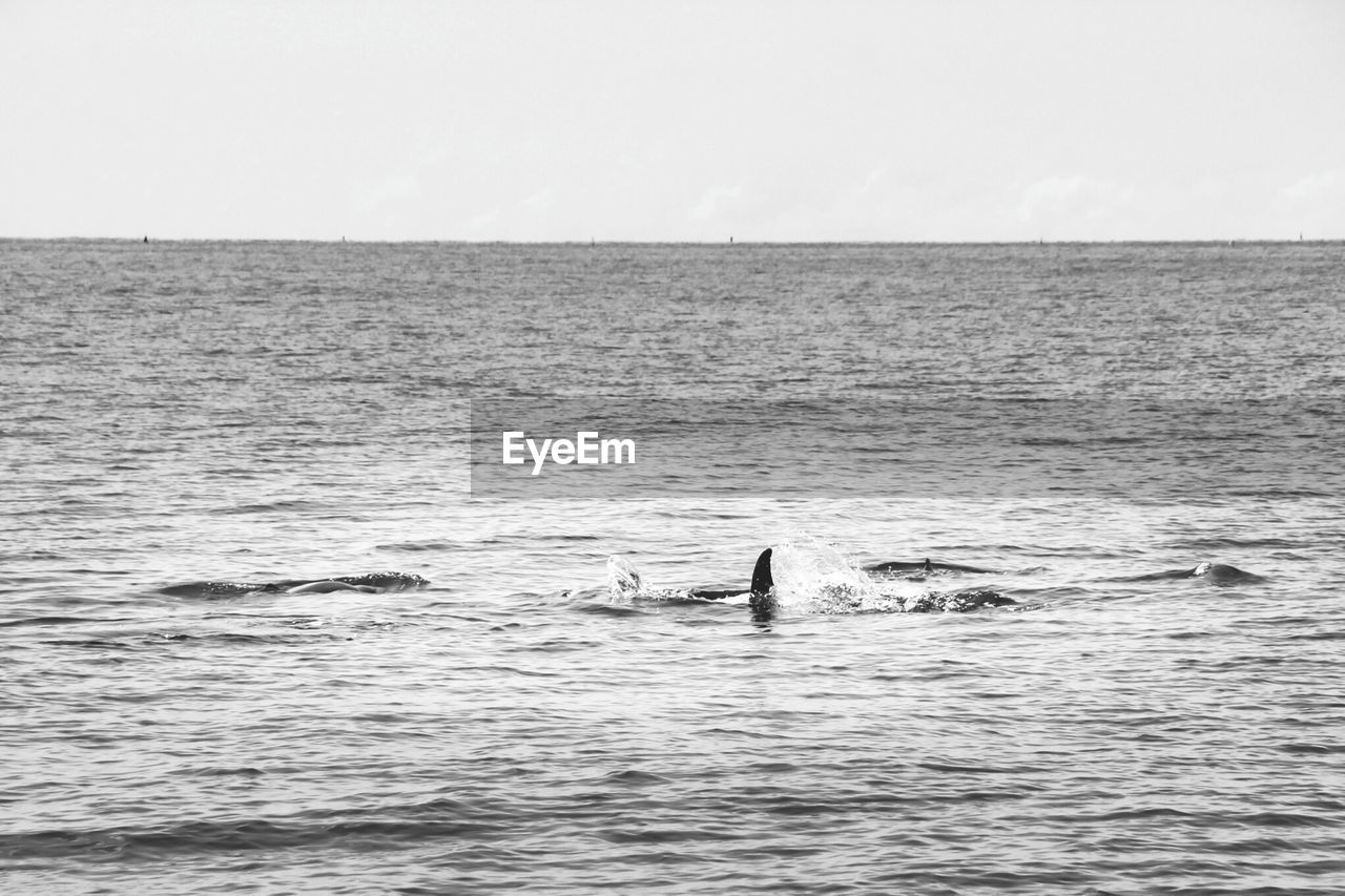 Dolphins swimming in sea against clear sky