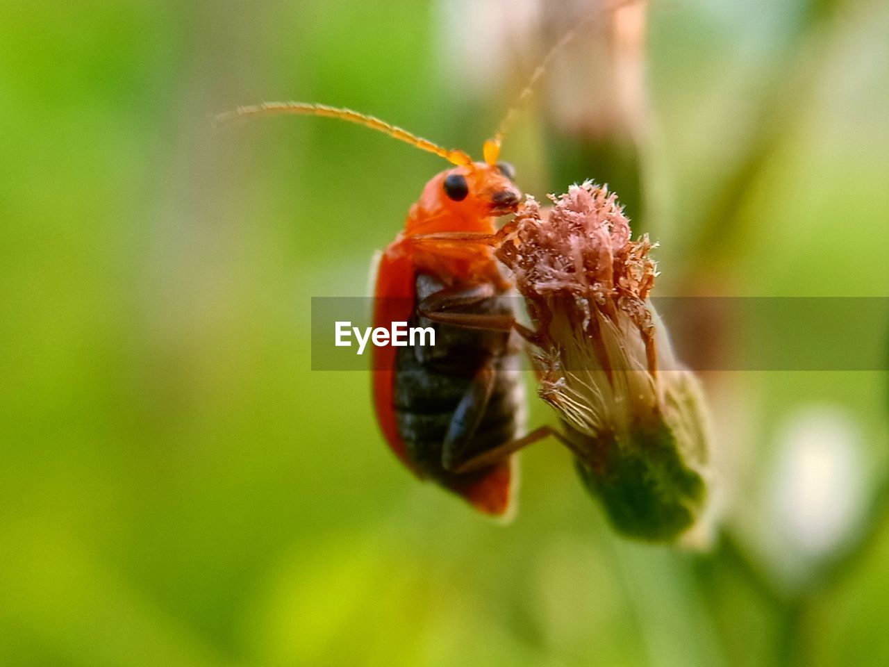 CLOSE-UP OF INSECT POLLINATING ON FLOWER