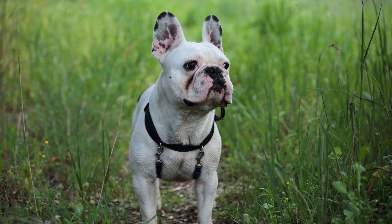 French bulldog standing on field