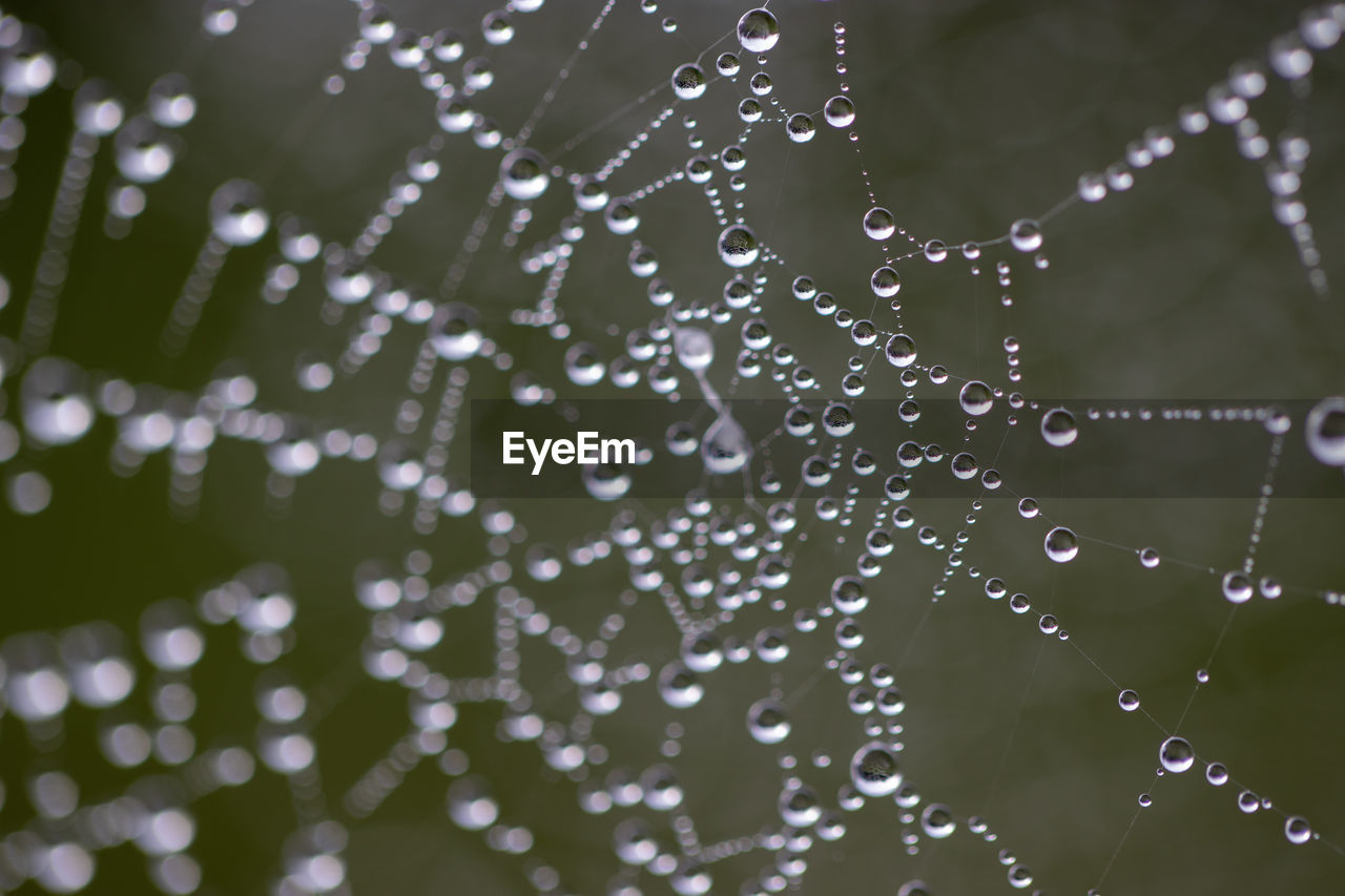 CLOSE-UP OF RAINDROPS ON SPIDER WEB