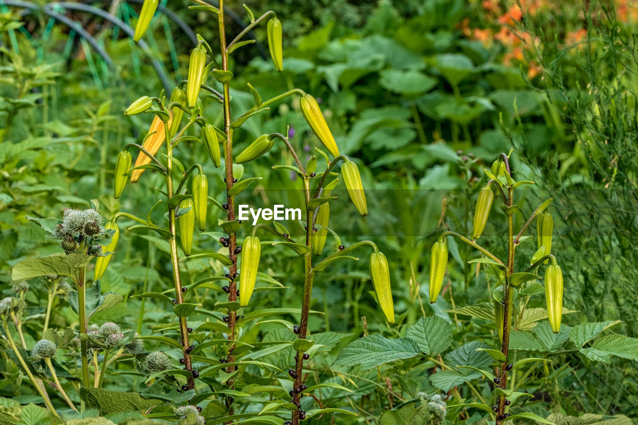 plant, green, growth, leaf, plant part, nature, flower, beauty in nature, no people, land, field, day, freshness, close-up, focus on foreground, outdoors, food, crop, food and drink, agriculture, wildflower, meadow, produce, tranquility, garden