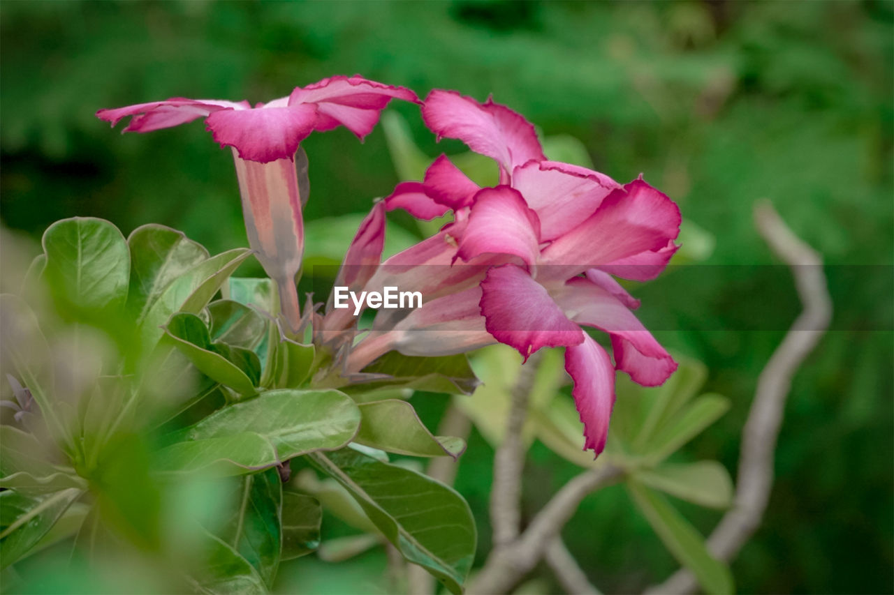 Close-up of pink flowering plant