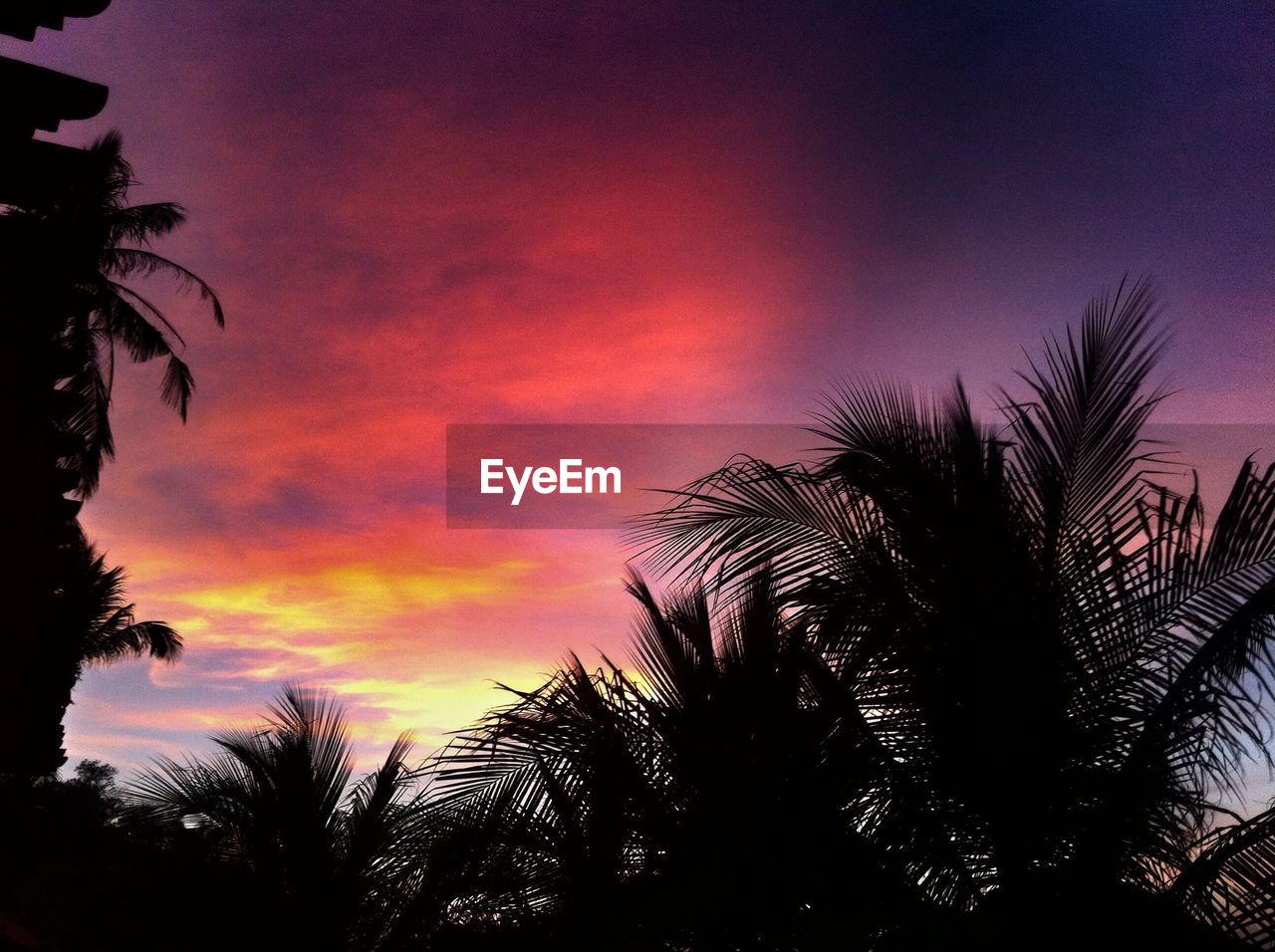 Silhouette palm trees against dramatic sky