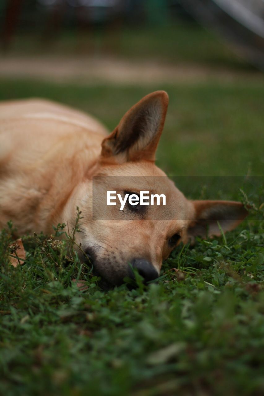 Close-up of dog lying on field