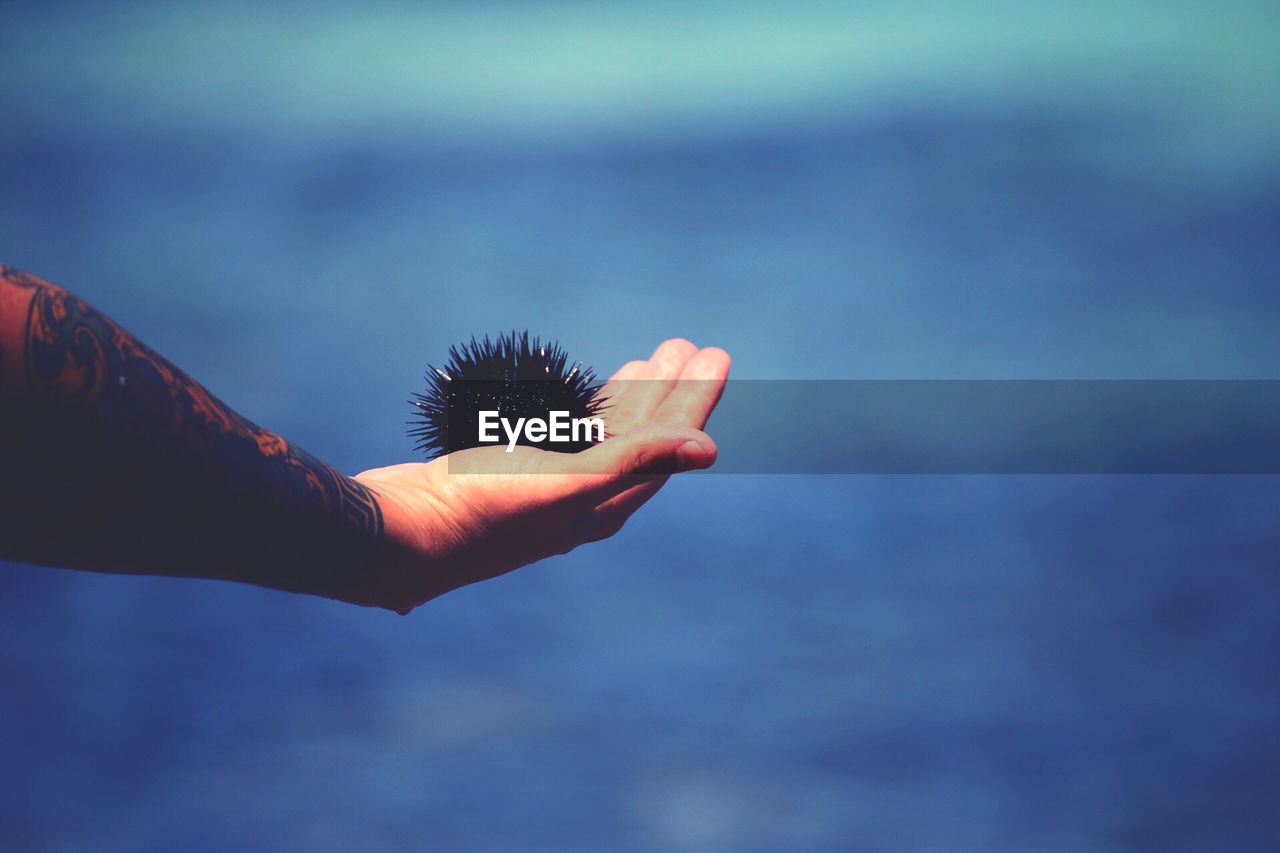 Close-up of hand holding sea urchin