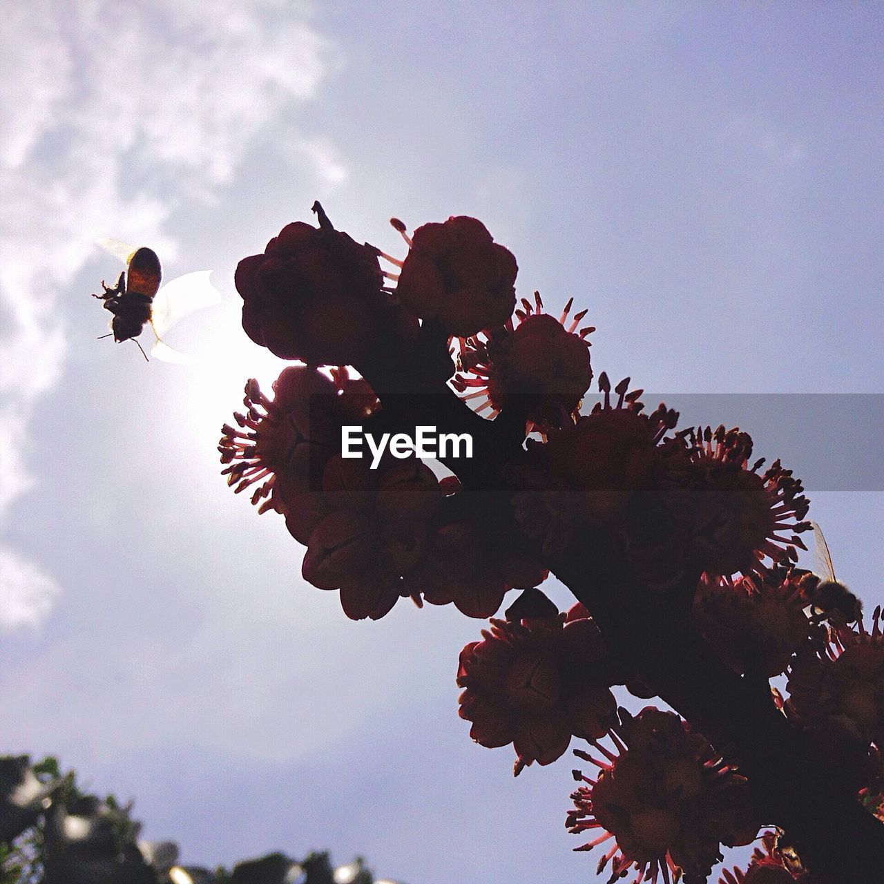 Low angle view of honey bee on flower