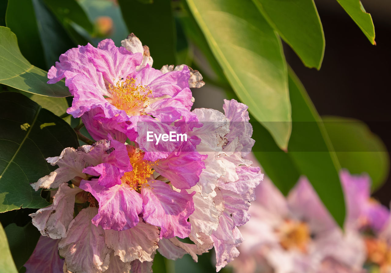 CLOSE-UP OF PINK FLOWER