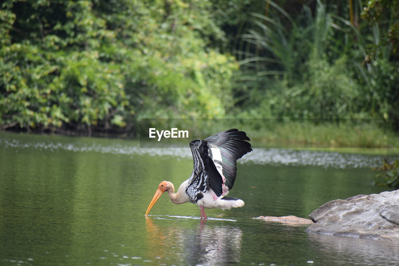 Full length of a bird flying over lake