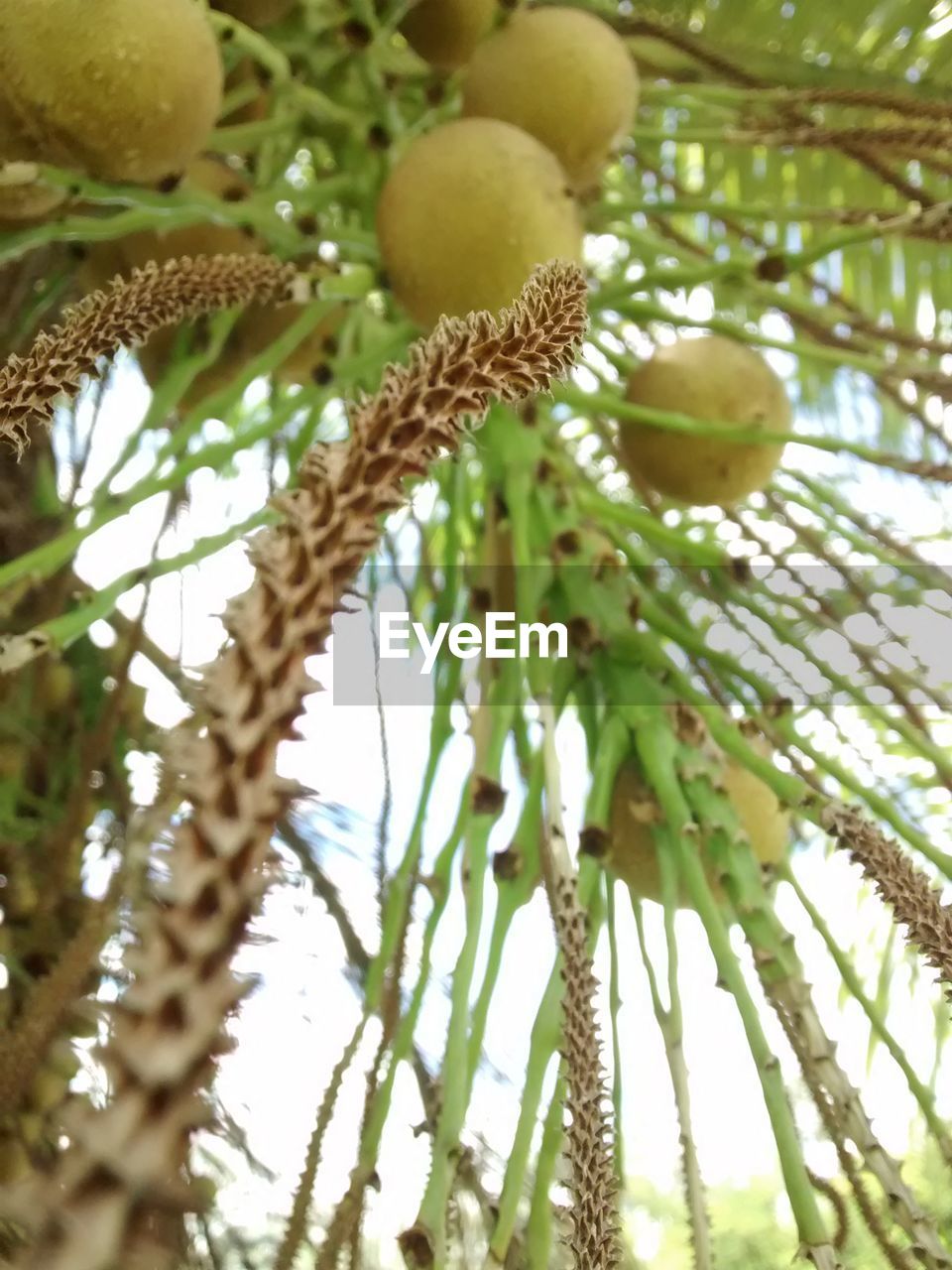 CLOSE-UP OF FRUITS ON TREE