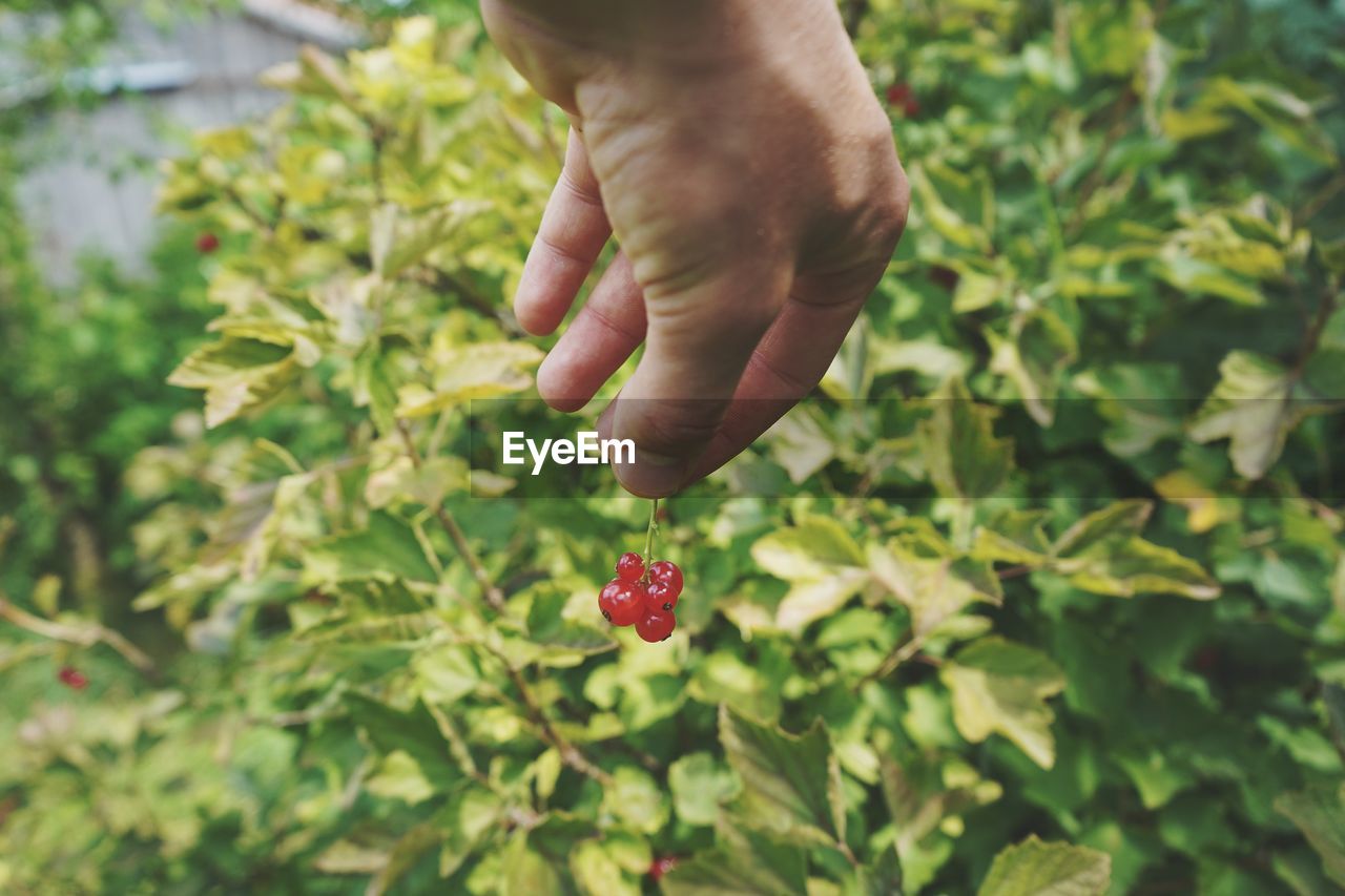 CROPPED IMAGE OF HAND HOLDING STRAWBERRY