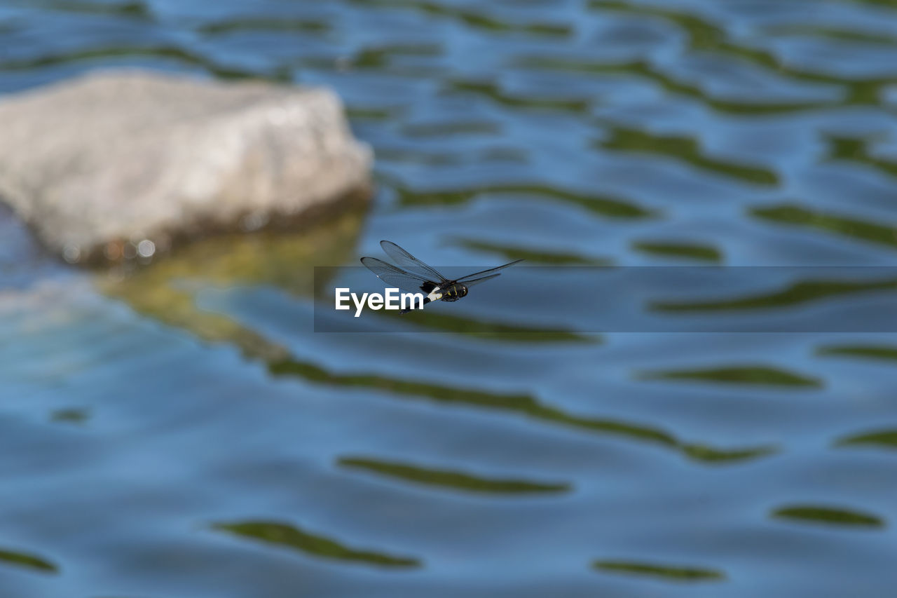 HIGH ANGLE VIEW OF AN INSECT IN LAKE