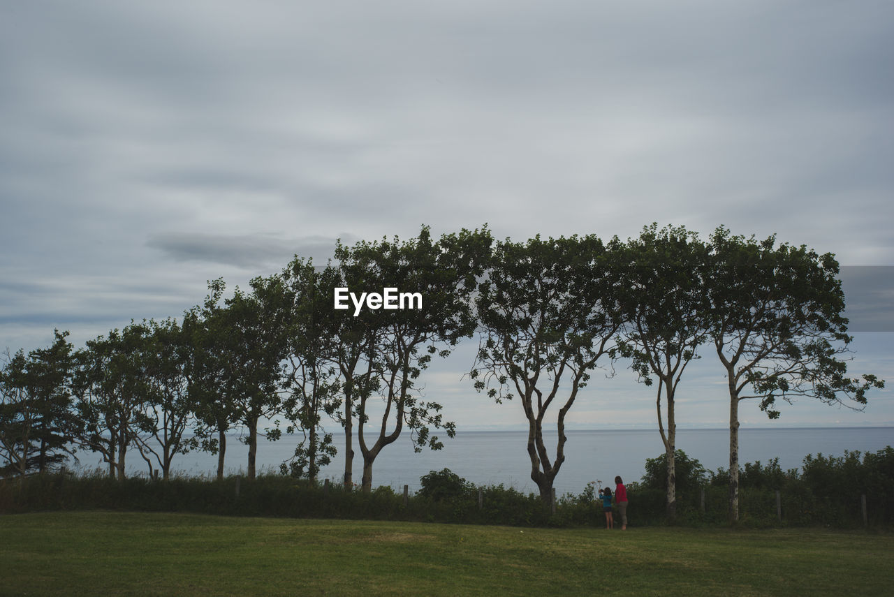 VIEW OF TREES IN PARK