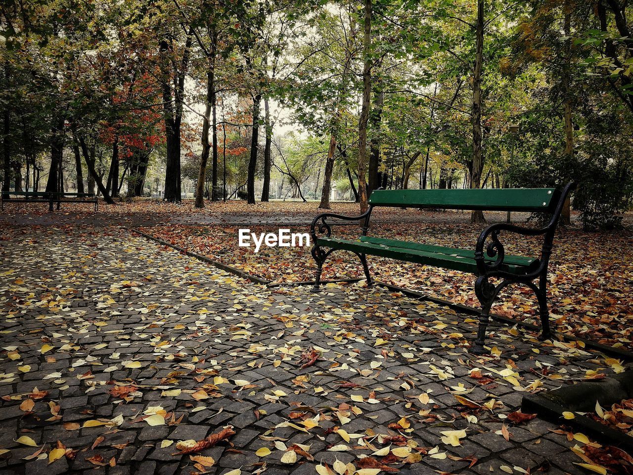 VIEW OF EMPTY PARK BENCH BY AUTUMN TREES IN SUNLIGHT