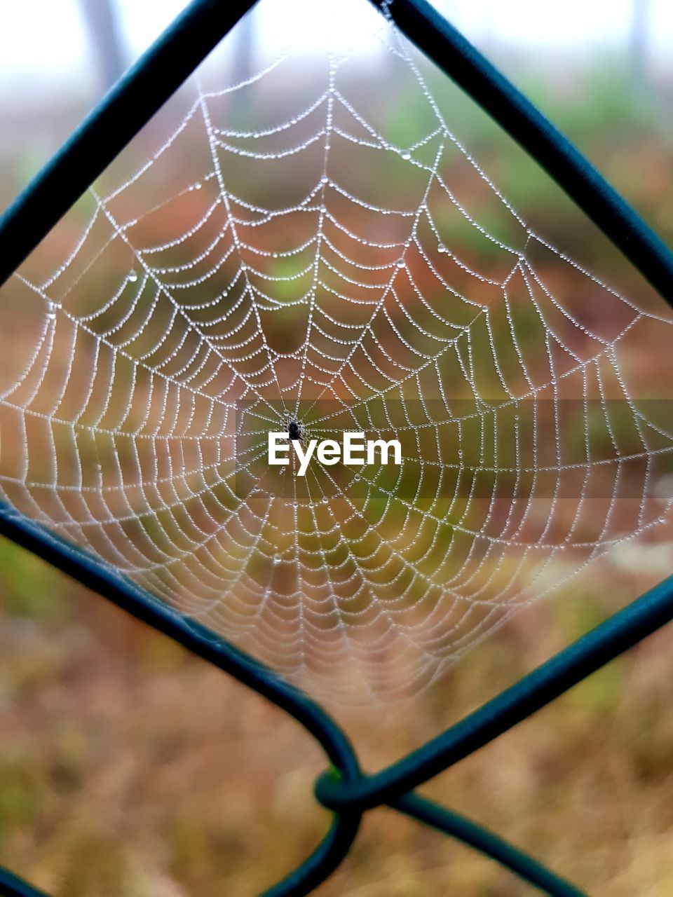 Close-up of spider web on chainlink fence