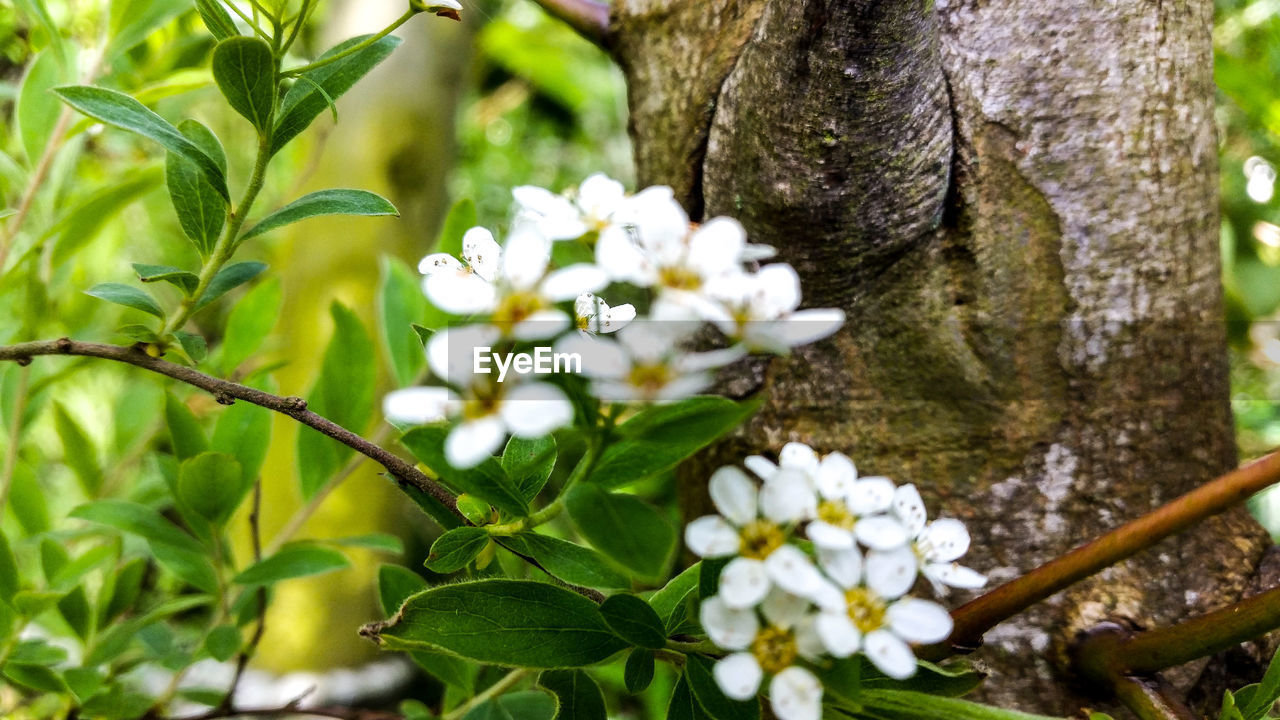 CLOSE-UP OF FLOWERS ON TREE TRUNK