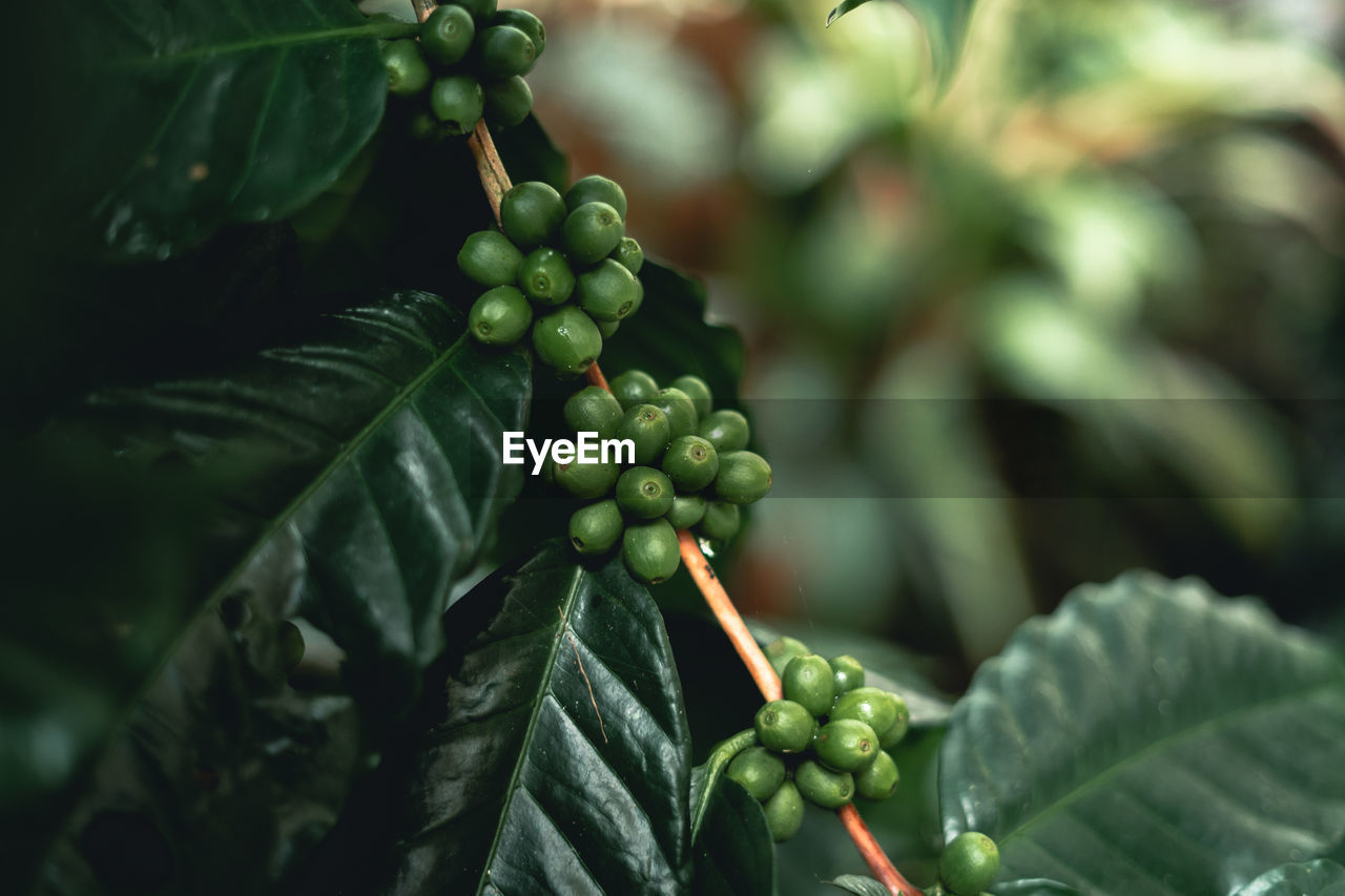 Close-up of coffee beans growing on plant