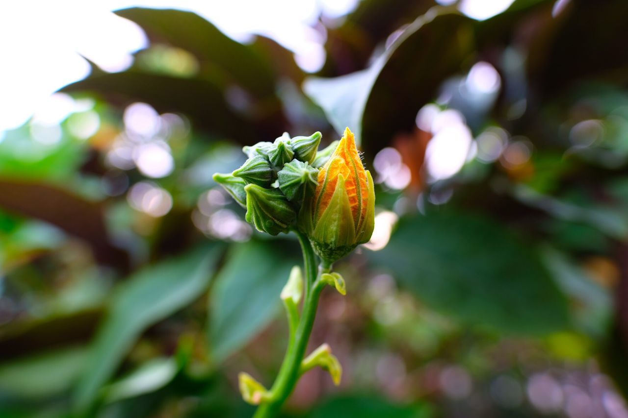 CLOSE-UP OF FLOWERING PLANTS