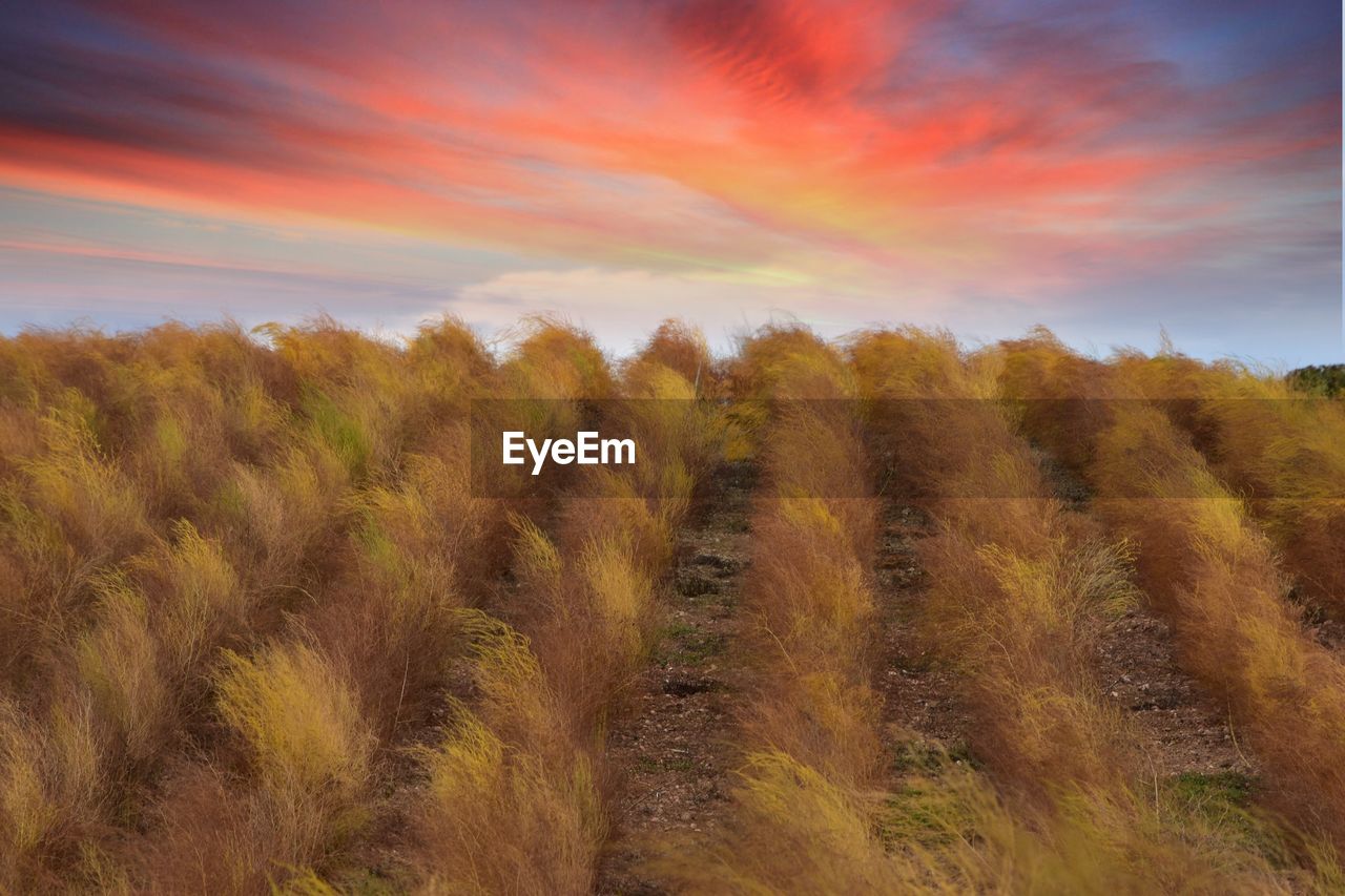 Scenic view of field against sky during sunset