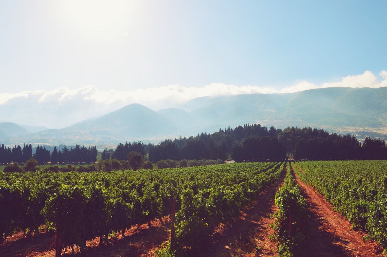 Vineyard against sky