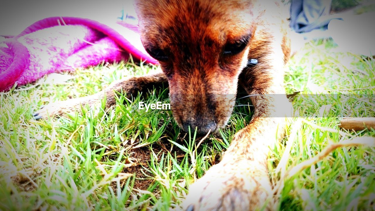 Close-up of dog sitting on grassy field