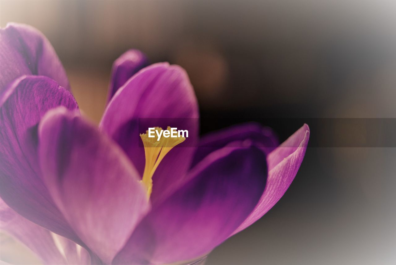 CLOSE-UP OF PURPLE CROCUS