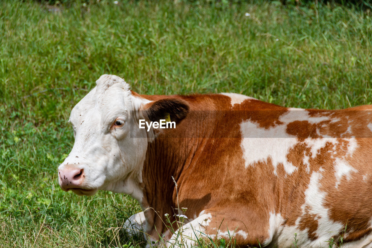 Cow standing in a field