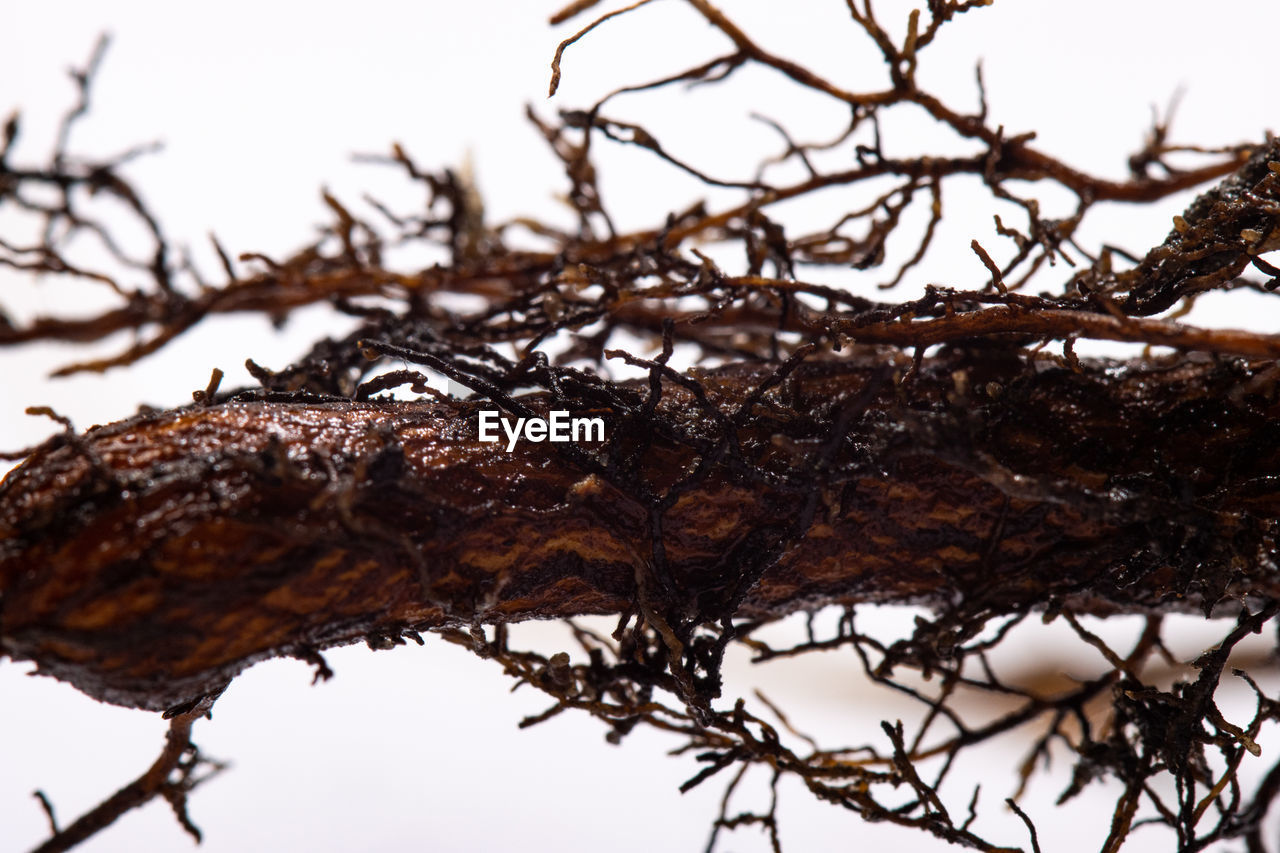 branch, tree, twig, plant, nature, no people, leaf, outdoors, close-up, wood, winter, day, focus on foreground, sky, brown, animal themes, animal, soil