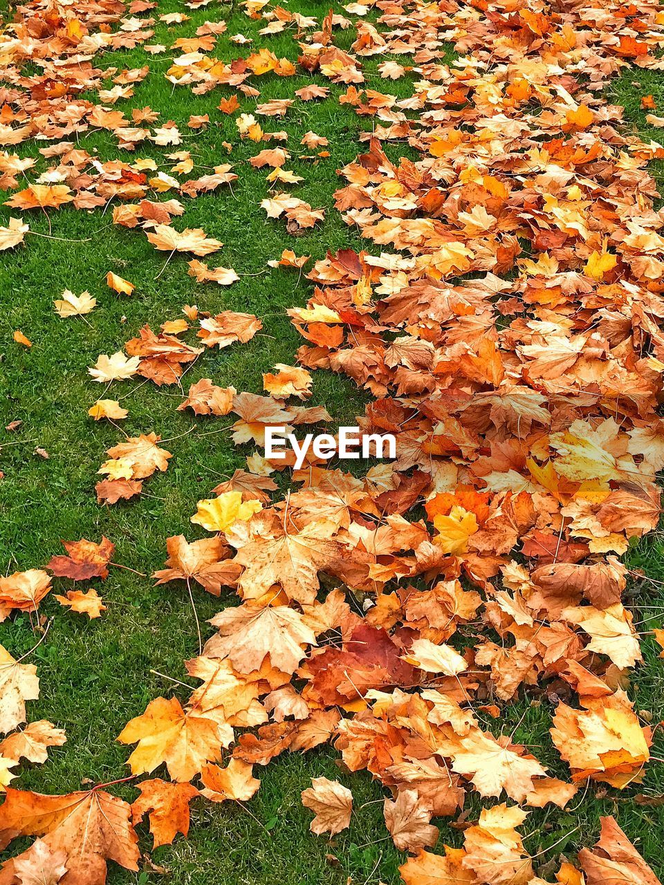 CLOSE-UP OF AUTUMN LEAVES FALLEN ON FIELD