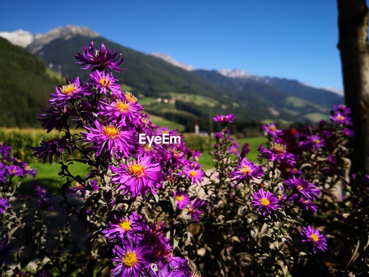 Close-up of purple flowering plants on field