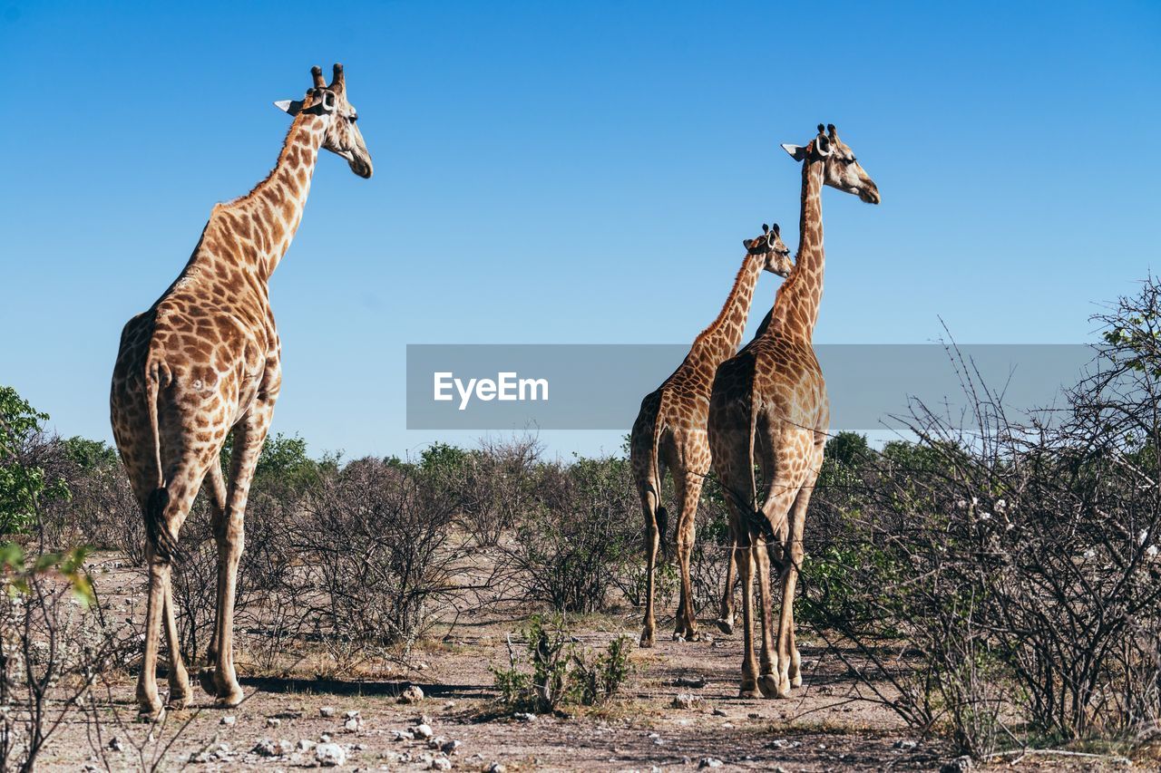 Giraffes standing on tree against clear sky