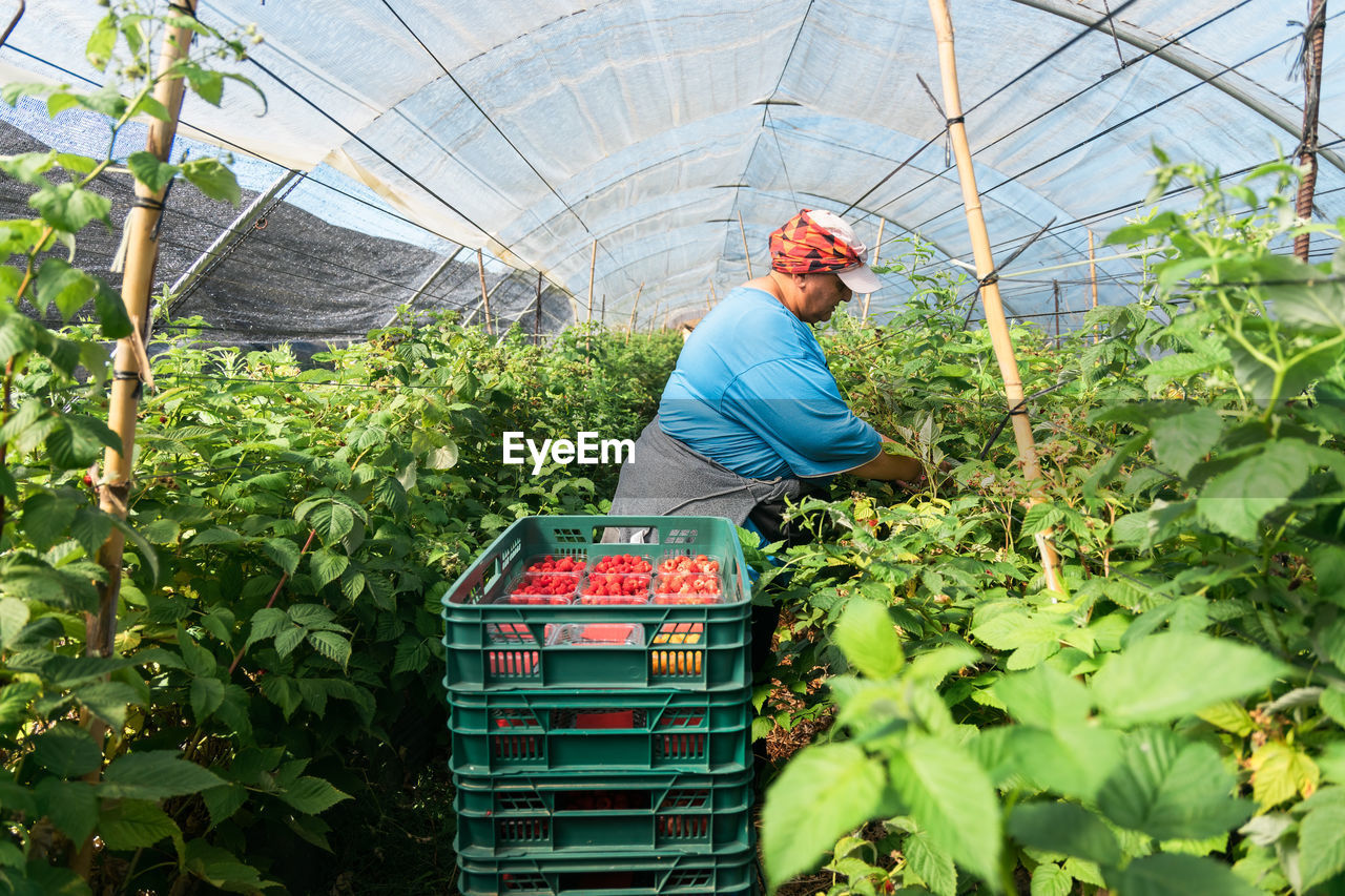 Side view adult female farmer standing in greenhouse and collecting ripe raspberries from bushes during harvesting process