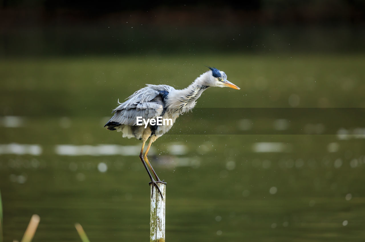 A grey heron