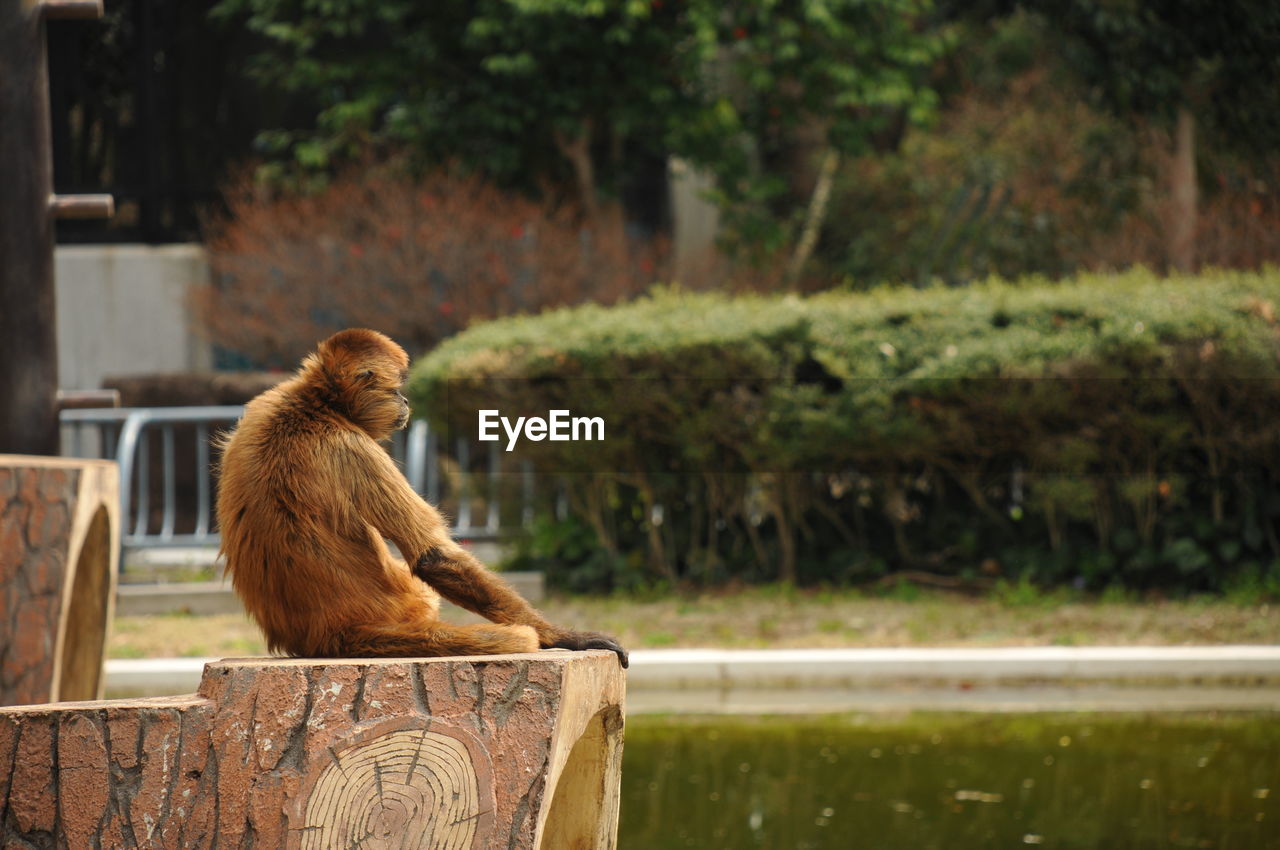 Monkey relaxing on built structure by pond at hamamatsu city zoo