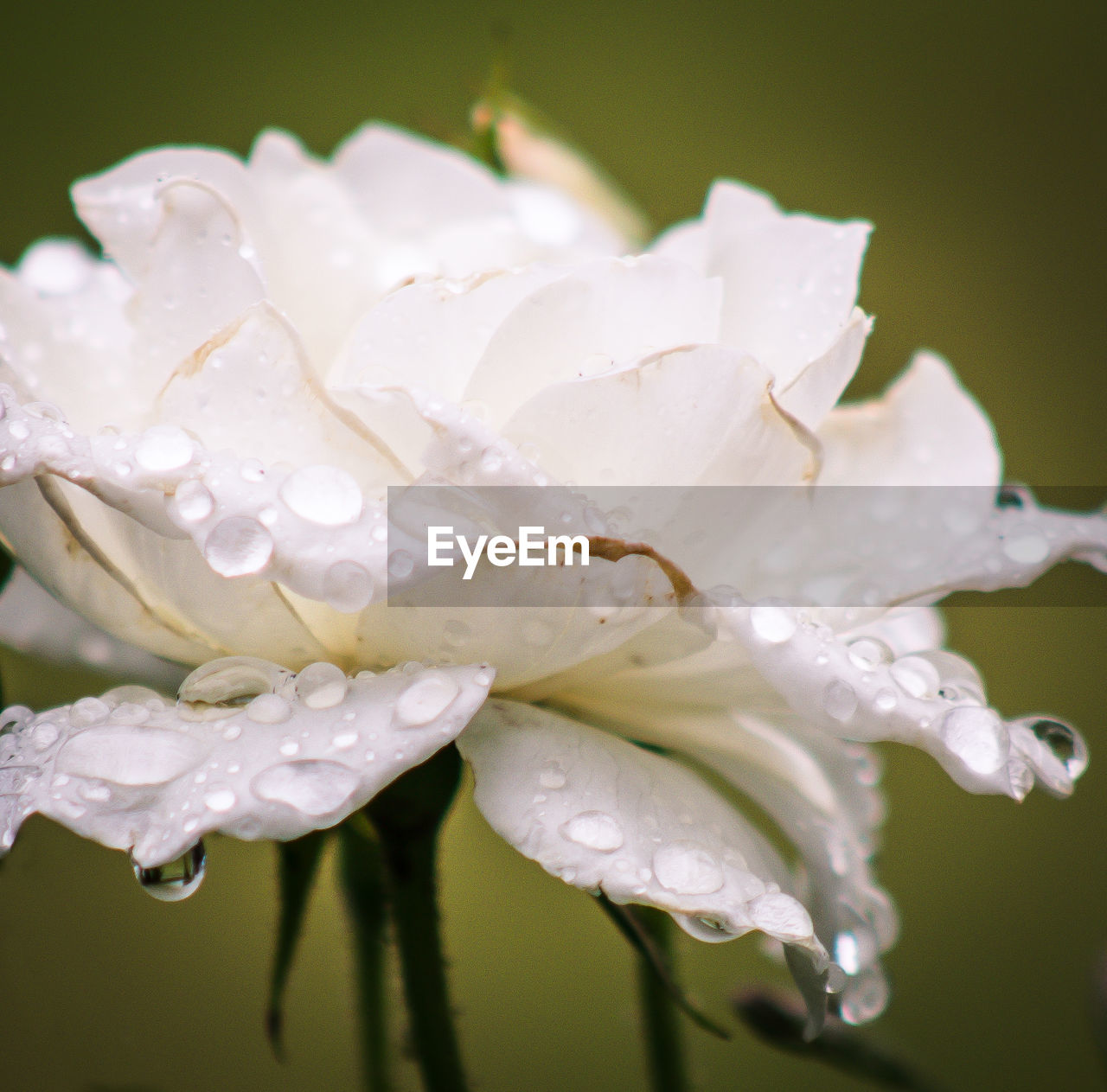 CLOSE-UP OF WATER DROPS ON WHITE FLOWER