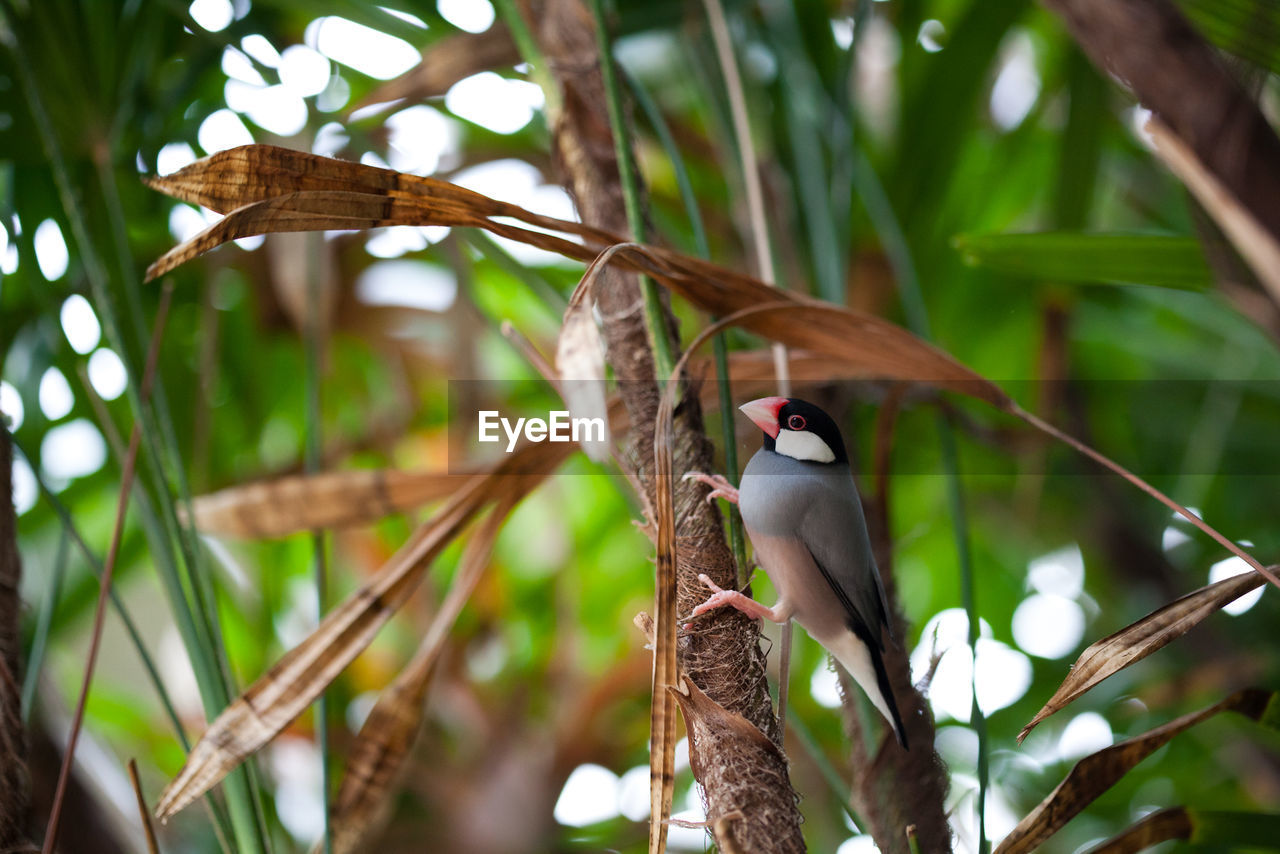 CLOSE-UP OF BIRD PERCHING ON TREE AGAINST BLURRED BACKGROUND