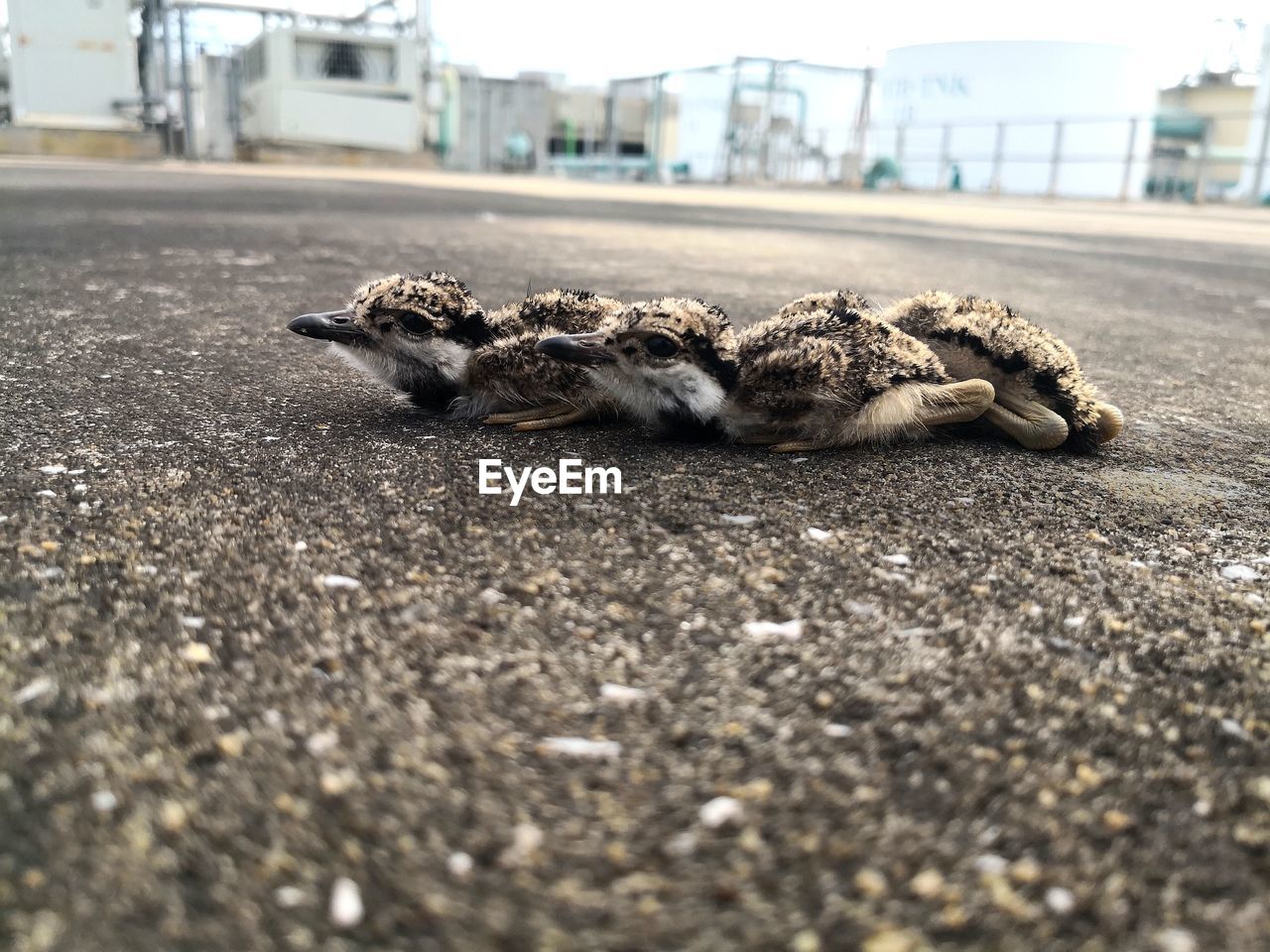 CLOSE-UP OF CAT LYING ON STREET