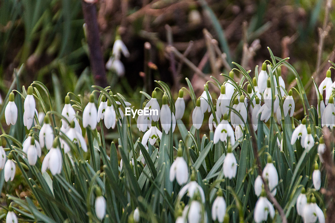 Close-up of snowflake flowers in park