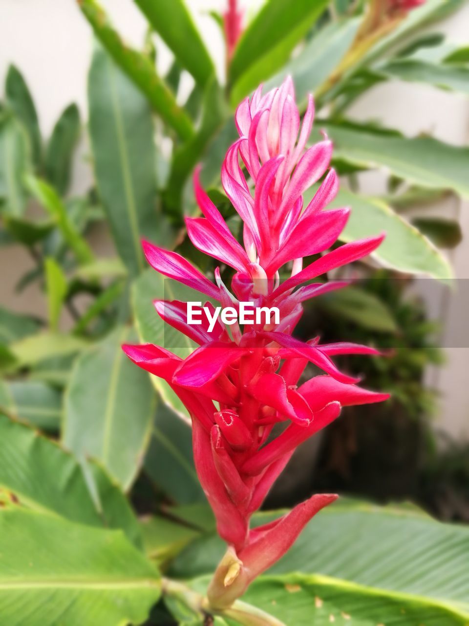 CLOSE-UP OF PINK FLOWERS BLOOMING