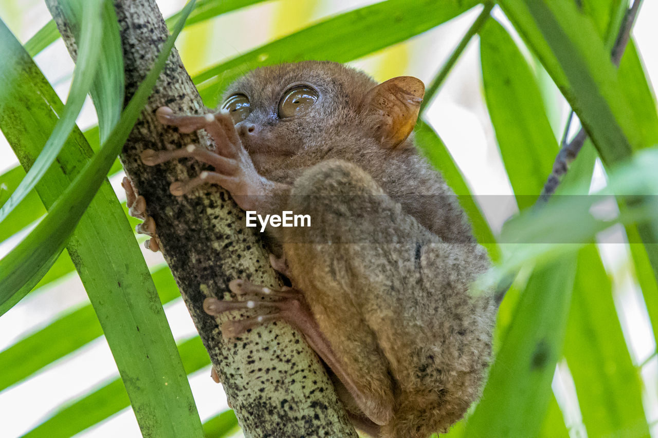 PORTRAIT OF LIZARD ON TREE