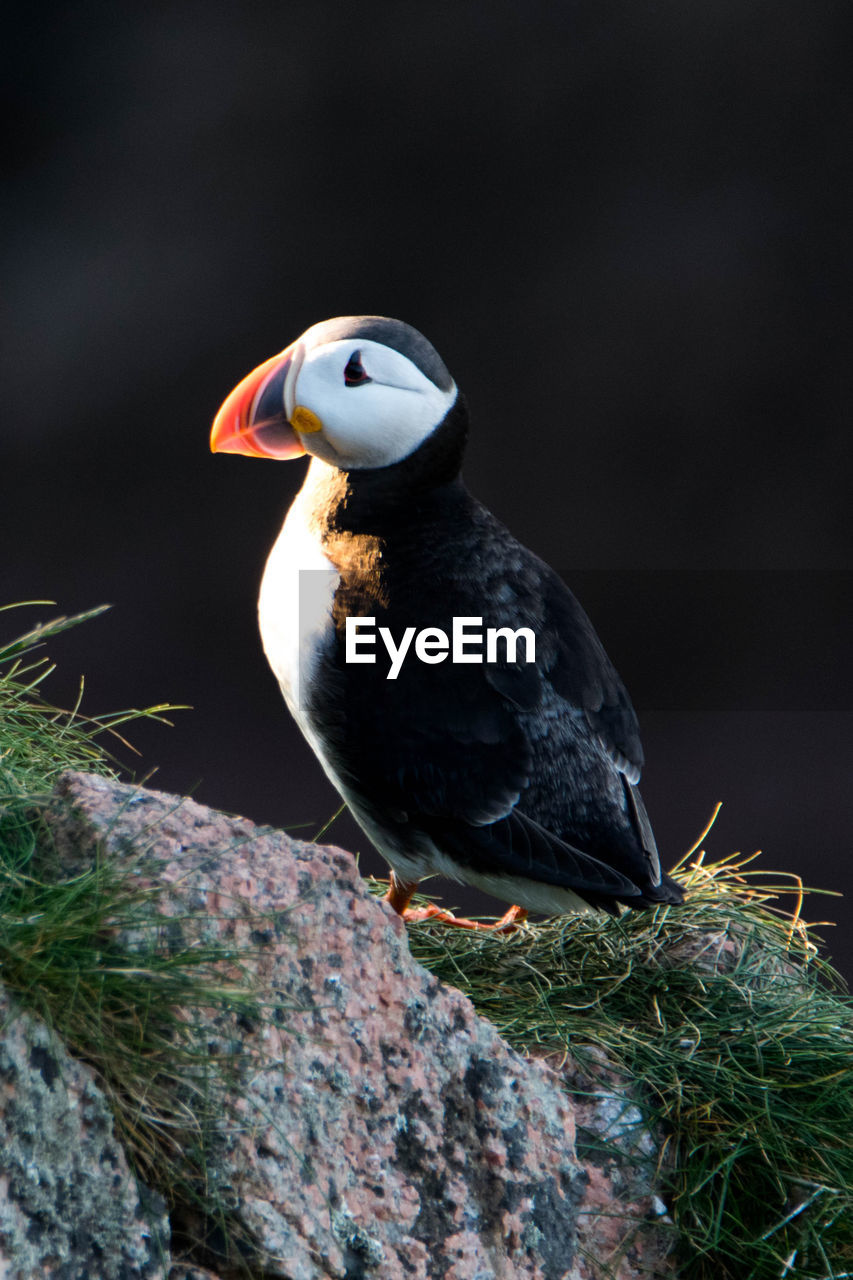 Puffin perching on rock