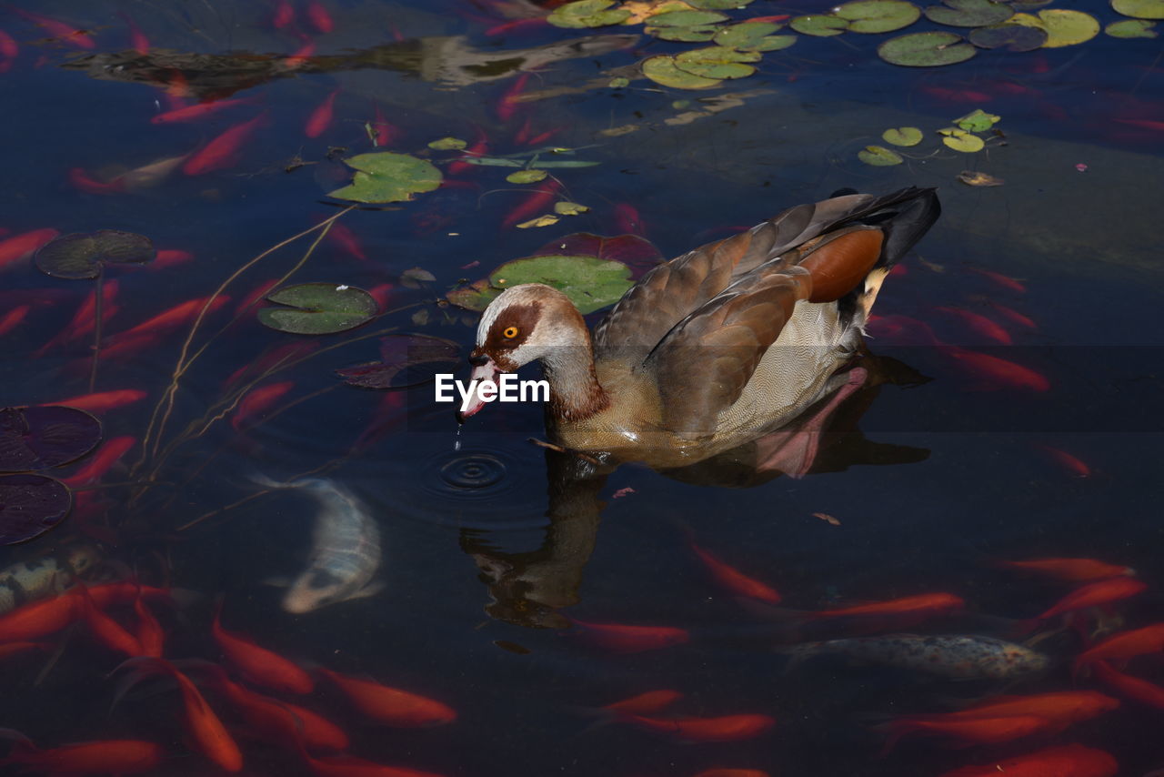 VIEW OF FISH IN LAKE